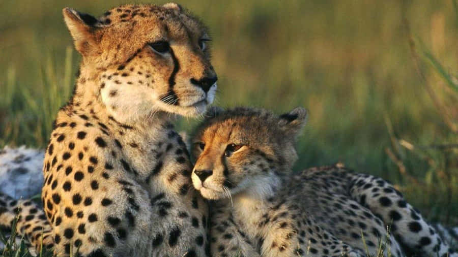 • A Close-up Of A Beautiful Cheetah In Its Natural Habitat Wallpaper