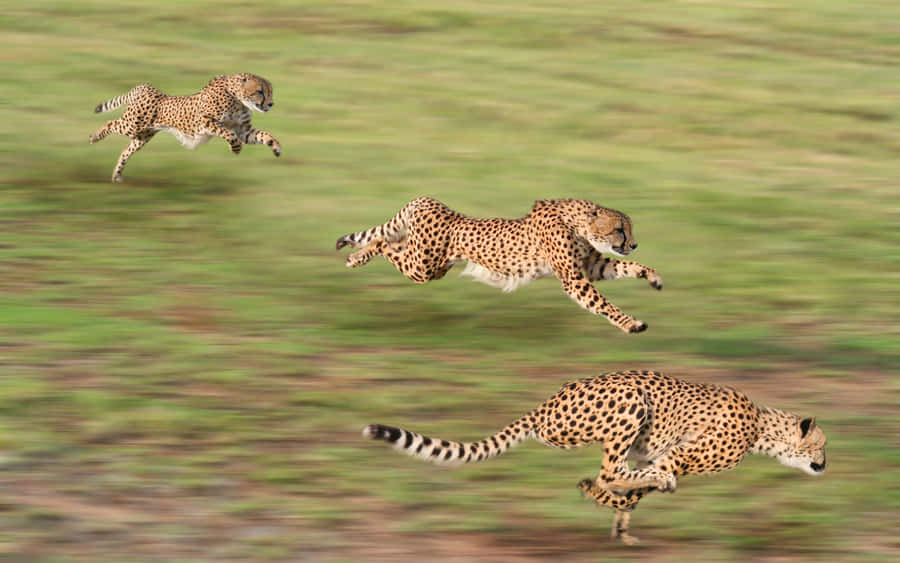 A Close-up Of A Majestic Cheetah Looking Right At The Camera Wallpaper