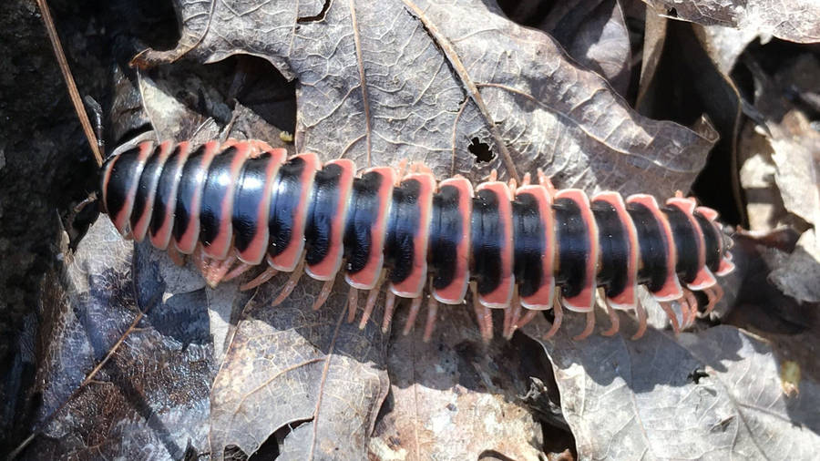 A Close-up View Of A Flat-backed Millipede Crawling On Dry Leaves Wallpaper