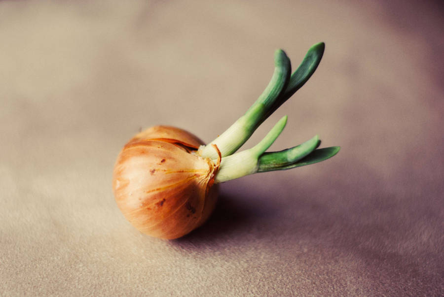 A Close-up View Of A Sprouting Onion Wallpaper