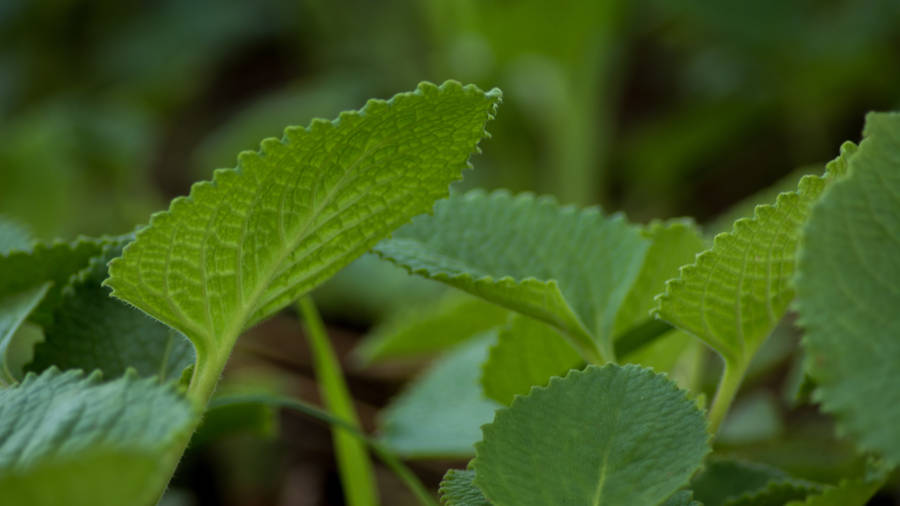 A Close-up View Of Indian Borage (ajwain) Plant, An Important Herb In Ayurveda. Wallpaper