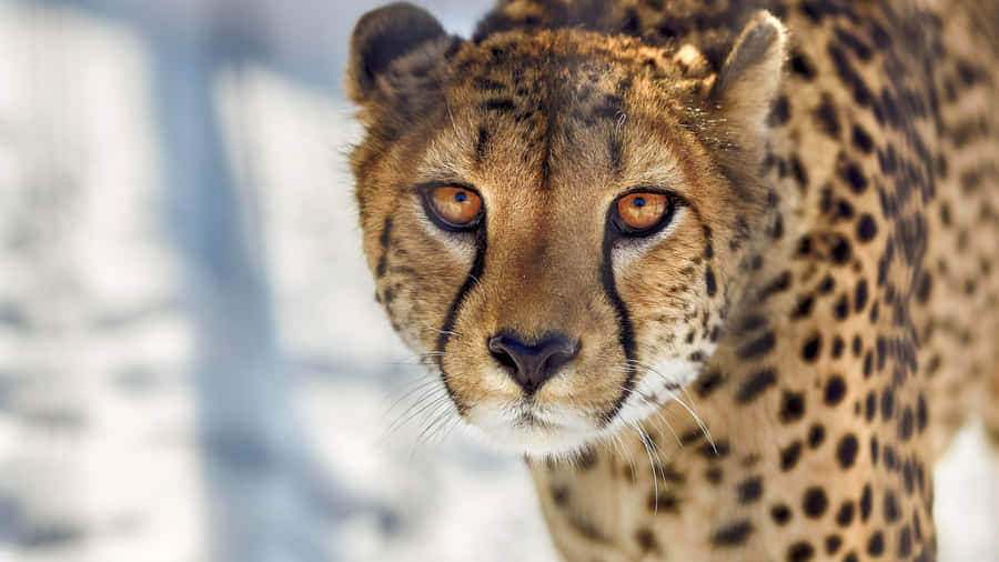 A Closeup Of A Powerful And Majestic Cheetah In The Golden African Savannah Wallpaper