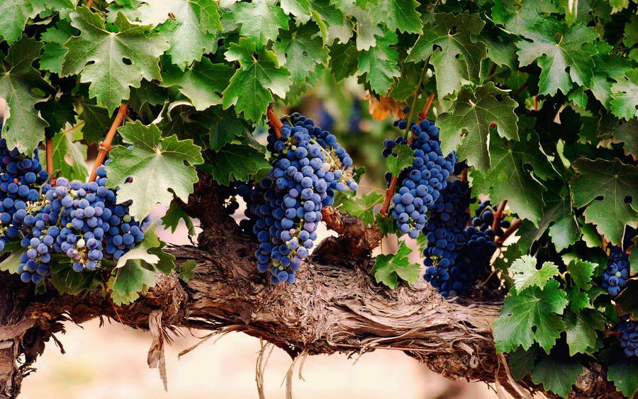 A Cluster Of Ripe Black Muscat Wine Grapes Wallpaper