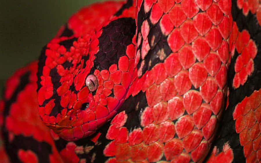 A Cool And Colorful Green Snake Slithering In The Wilderness Wallpaper