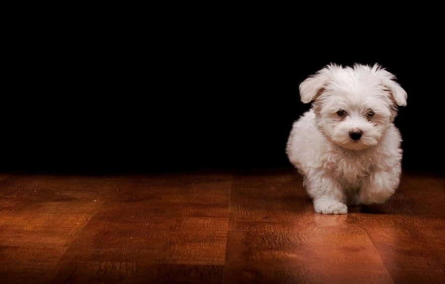 A Cool Dog Lounging In Style Wallpaper