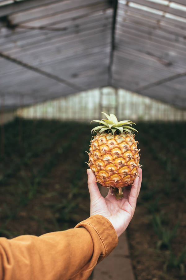 A Crisp And Refreshing Shot Of A Pineapple Wallpaper