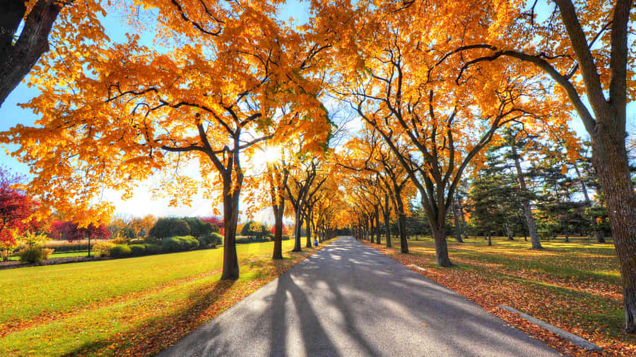 A Crisp, Colorful Autumn Day Wallpaper
