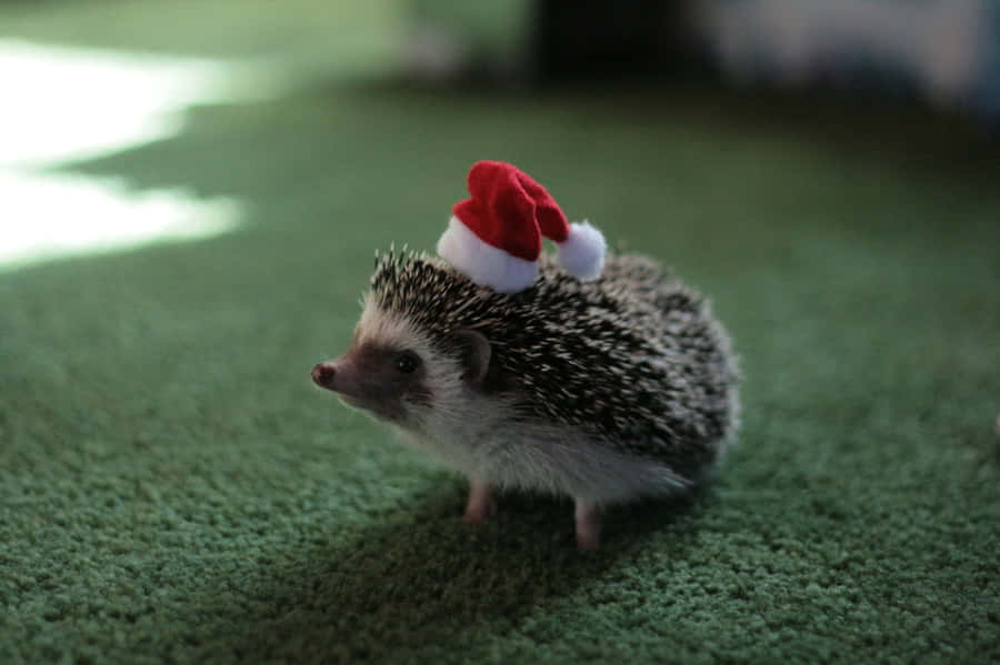 A Curious Hedgehog Looks Around At Its New Home. Wallpaper