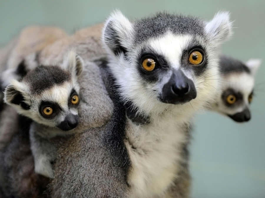 A Curious Lemur Against A Vibrant Forest Backdrop Wallpaper