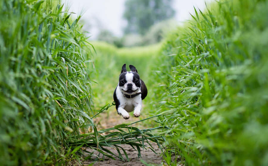 A Cute And Loyal Boston Terrier With A Black And White Coat Wallpaper