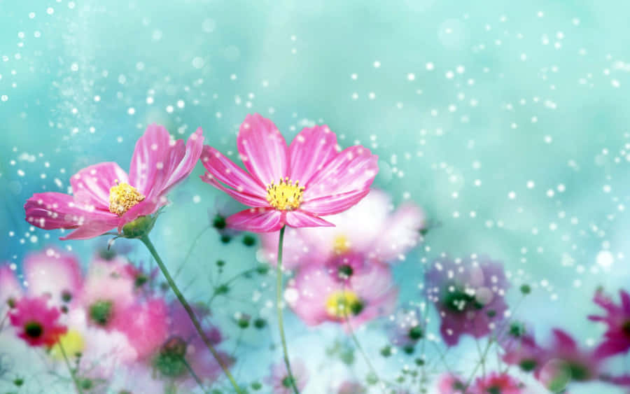A Cute And Vibrant Daisy In The Sunshine. Wallpaper