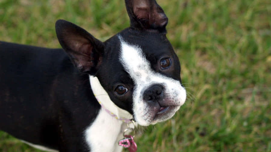 A Cute Boston Terrier Sitting In A Sunny Spot Wallpaper