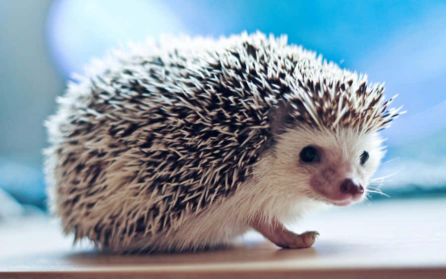 A Cute Hedgehog Exploring A Tree Stump Wallpaper