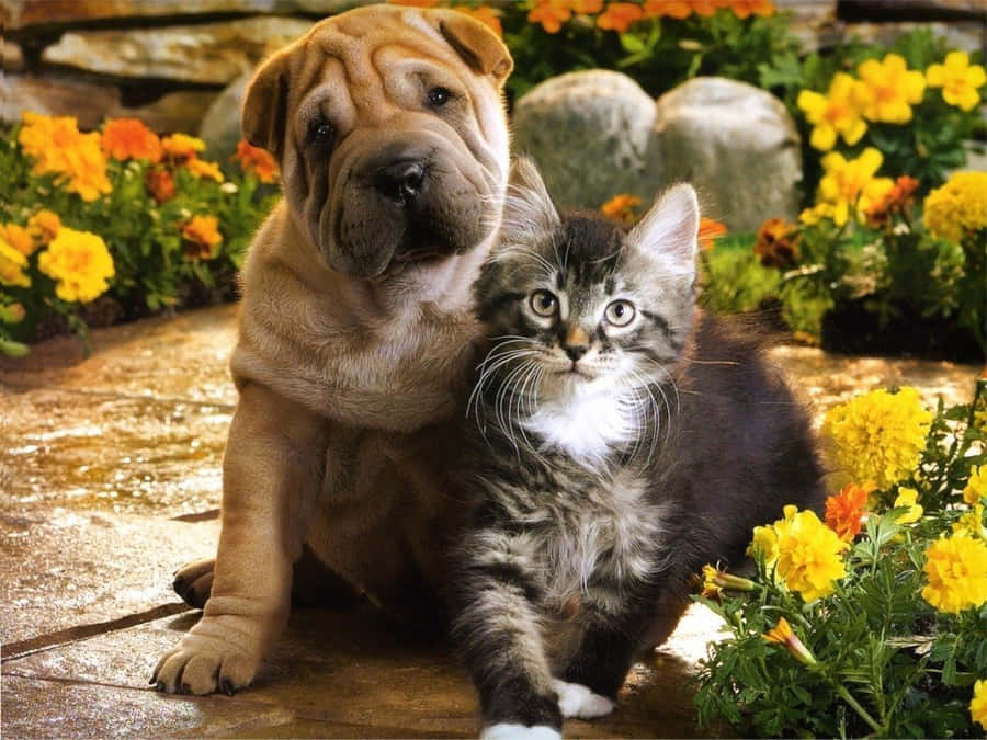 A Cute Kitten And Puppy Enjoying A Nap Together Wallpaper