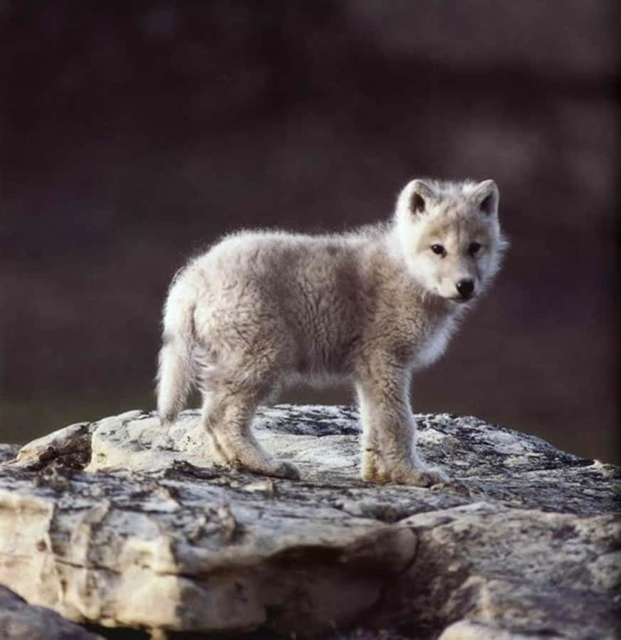 A Cute Wolf Pup Smiling At The Camera Wallpaper