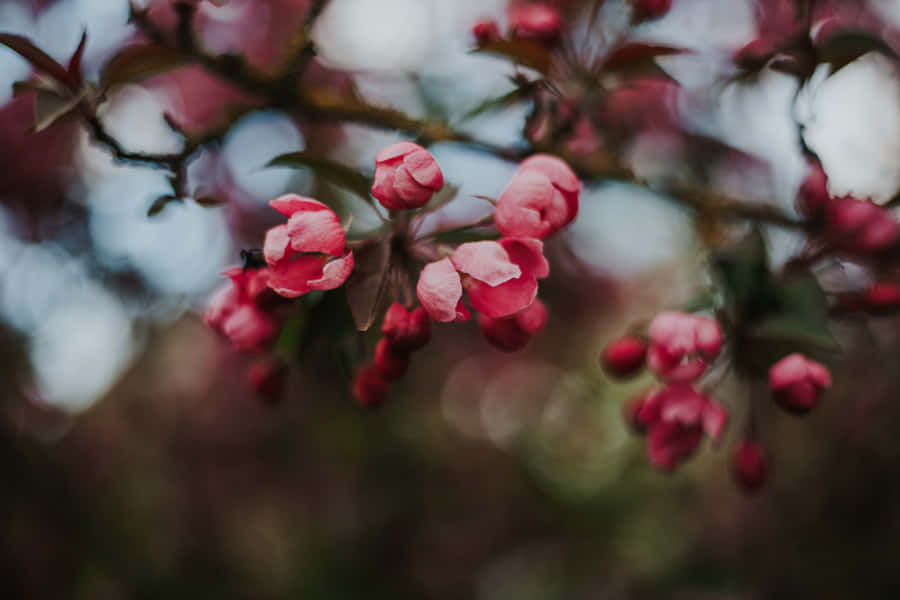 A Dark Cherry Blossom Against A Night Sky Wallpaper