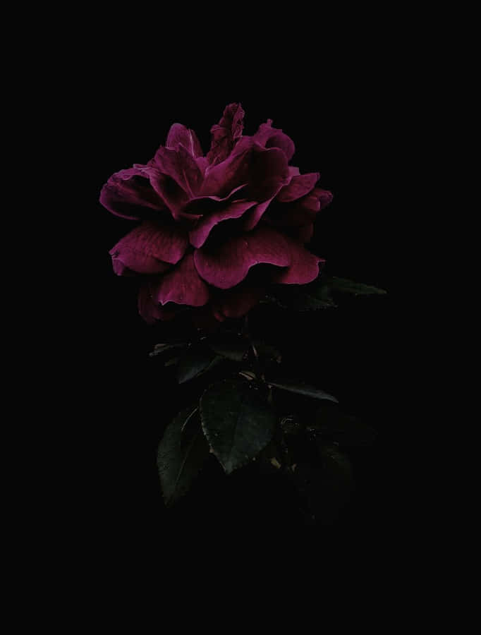 A Dark Rose On A Black Background Wallpaper