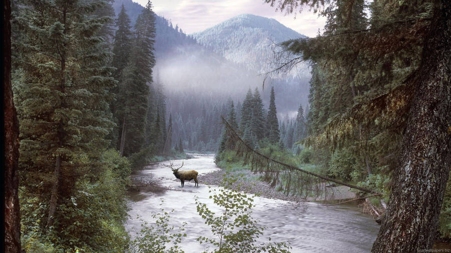 A Deer In Idaho's Winter Forest Wallpaper