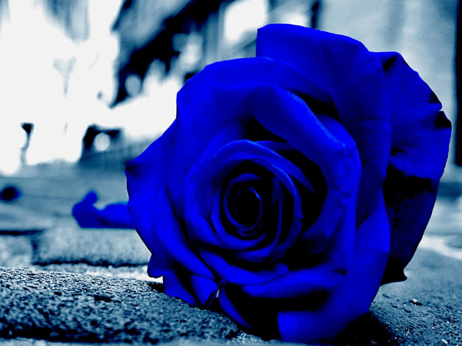 A Delicate And Beautiful Blue Rose Wallpaper