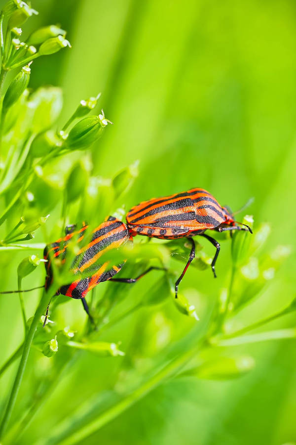 A Depiction Of A Harmful Beetle Amidst Shield Bugs Wallpaper