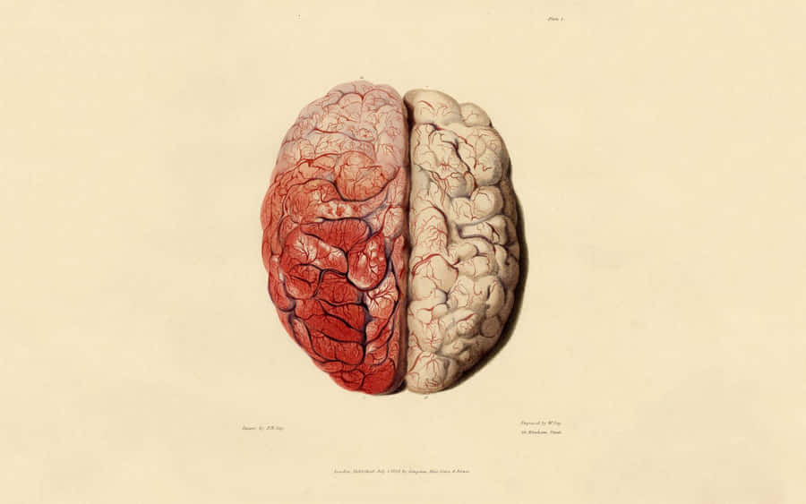 A Drawing Of A Human Brain With Red Blood Wallpaper
