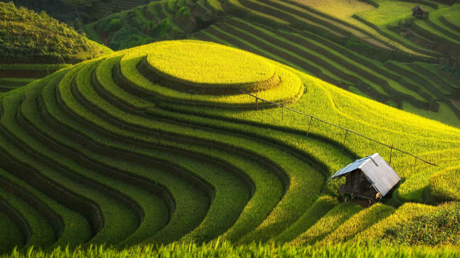 A Farmer Holds Colorful Produce Right From The Farm. Wallpaper