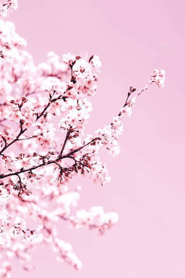 A Fascinating View Of Nature - A Breathtakingly Beautiful Pink Cherry Blossom Tree Wallpaper