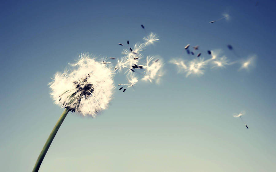 A Field Of Dandelions Blowing In The Wind Wallpaper