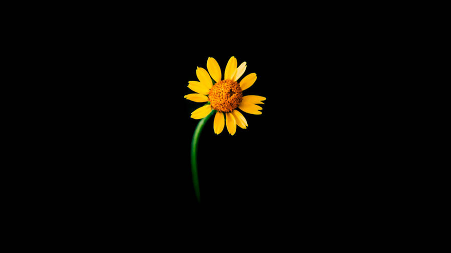 A Field Of Flowers, Sunflowers And Roses Wallpaper