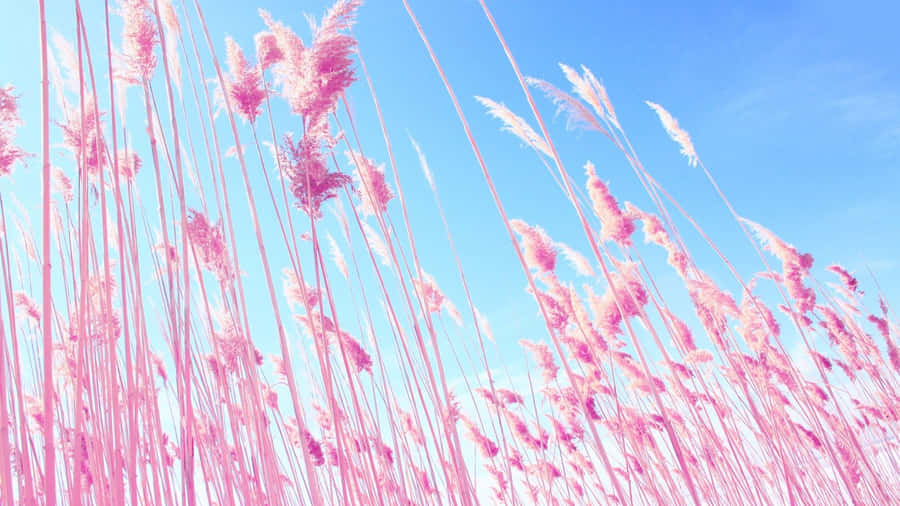 A Field Of Pink Grass Wallpaper