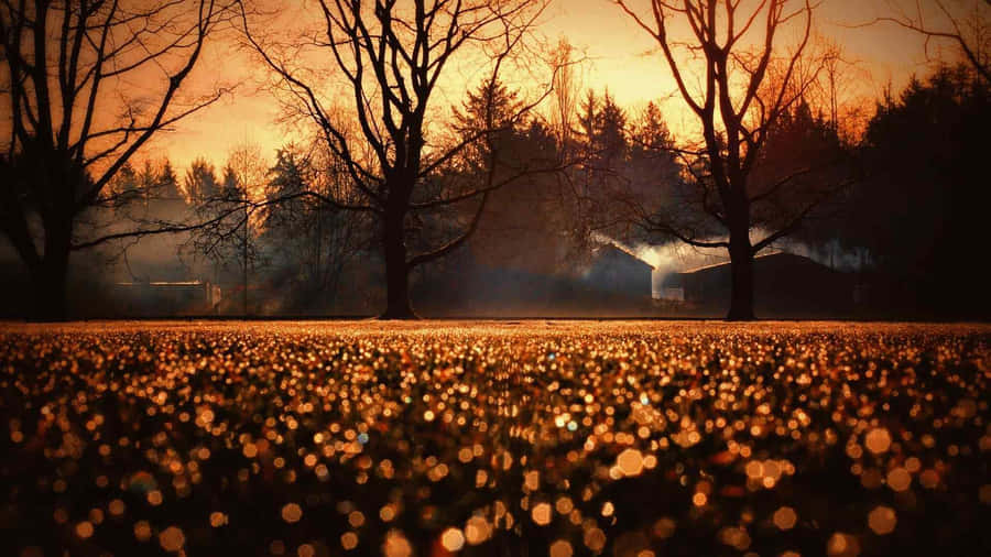 A Field With Trees And A Sunset Wallpaper
