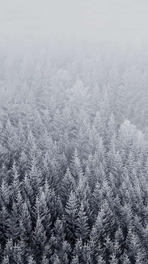 A Forest Of Pine Trees Wallpaper