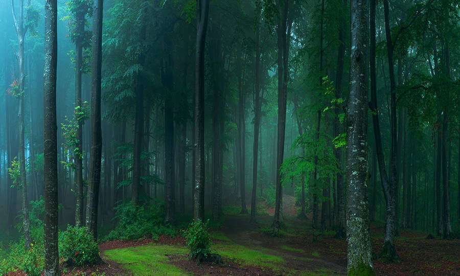 A Forest With A Path And Trees Wallpaper