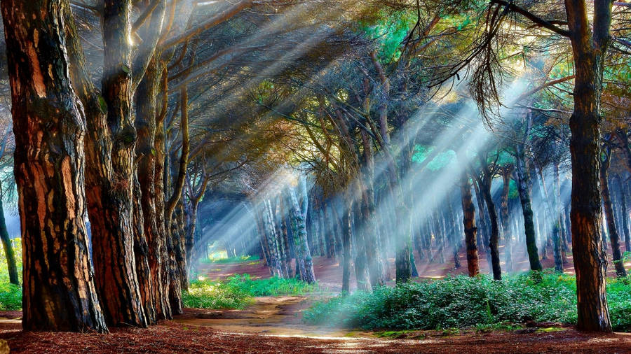A Forest With Sunlight Shining Through The Trees Wallpaper