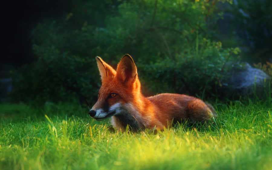 A Fox Is Sitting In The Grass Wallpaper