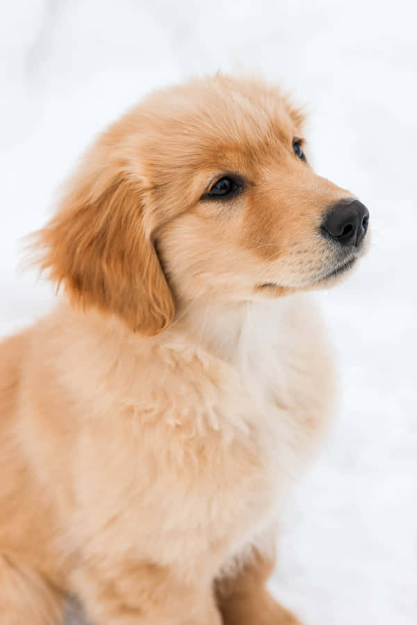 A Golden Retriever Puppy Sitting In A Field Of Grass Wallpaper