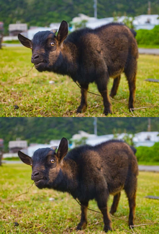 A Goofy Goat Enjoying The Sunlight Wallpaper