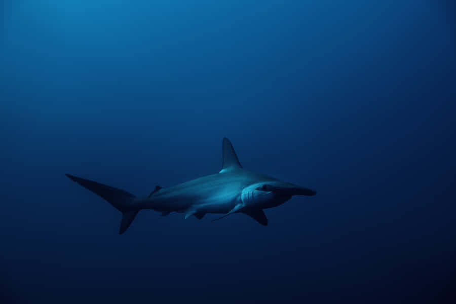 A Hammerhead Shark Swimming In The Caribbean Sea Wallpaper