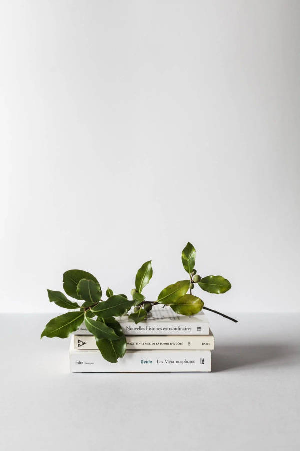 A Harmonious Blend Of Scholarly Tranquility - Green And White Aesthetic With Branches And Books Wallpaper