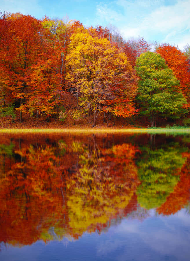 A Lake With Trees Wallpaper