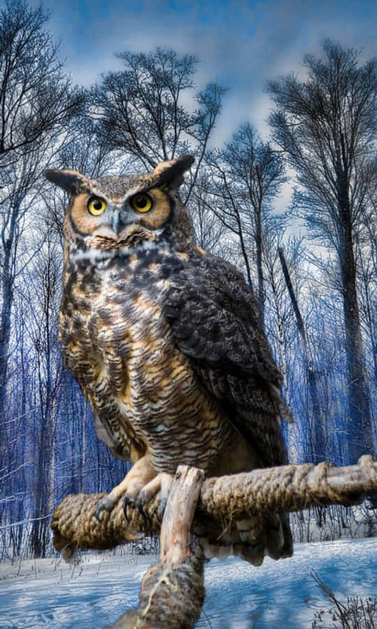 A Large Owl Is Sitting On A Branch In The Snow Wallpaper