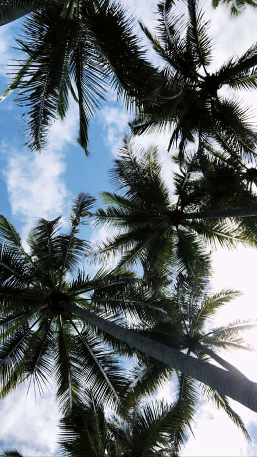 A Lone Aesthetic Palm Tree Silhouetted Against A Blue Sky Wallpaper