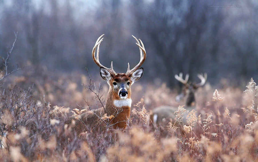 A Majestic And Cool Deer Roaming Free Wallpaper