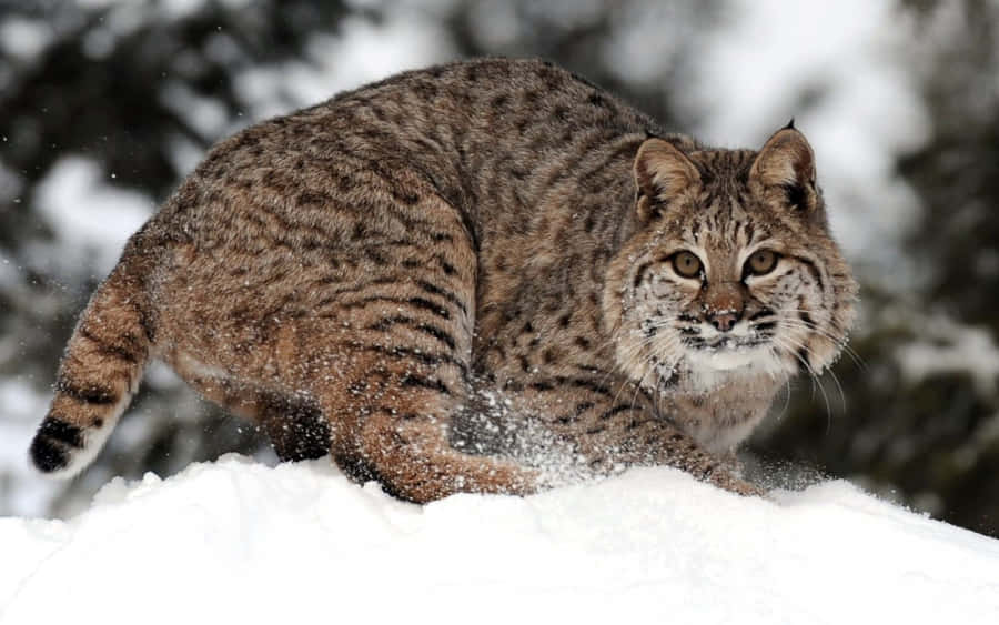A Majestic Bobcat On Prowls In The Wilderness Wallpaper