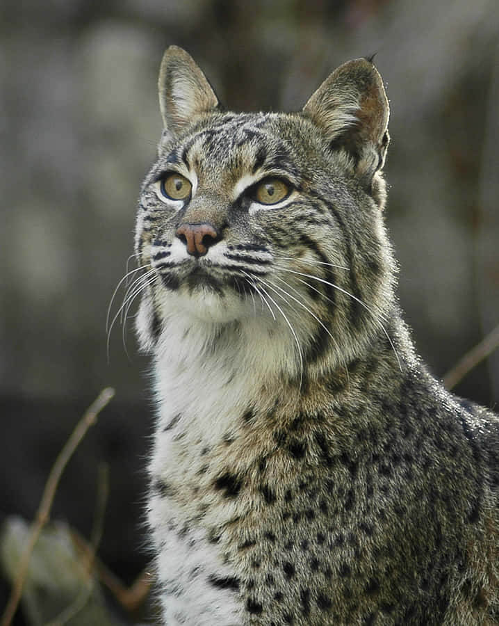 A Majestic Bobcat Prowling In Nature Wallpaper