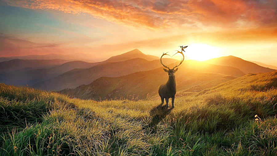 A Majestic Cool Deer Standing Against Its Picturesque Background. Wallpaper