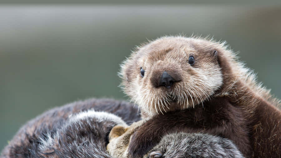 A Majestic Sea Otter In Its Natural Habitat Wallpaper