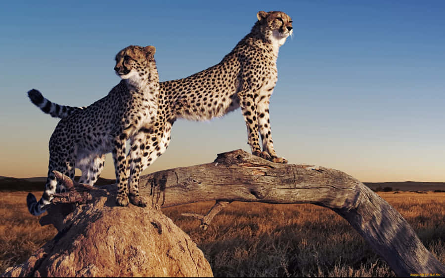 A Mother Cheetah Resting On The Savanna With Her Cubs. Wallpaper