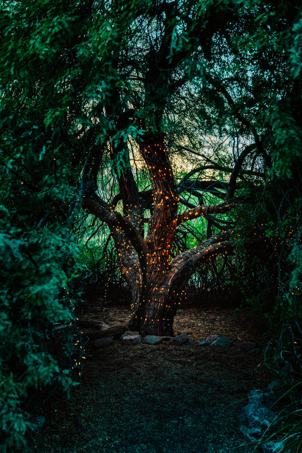 A Mystical Scene In A Magical Forest Wallpaper