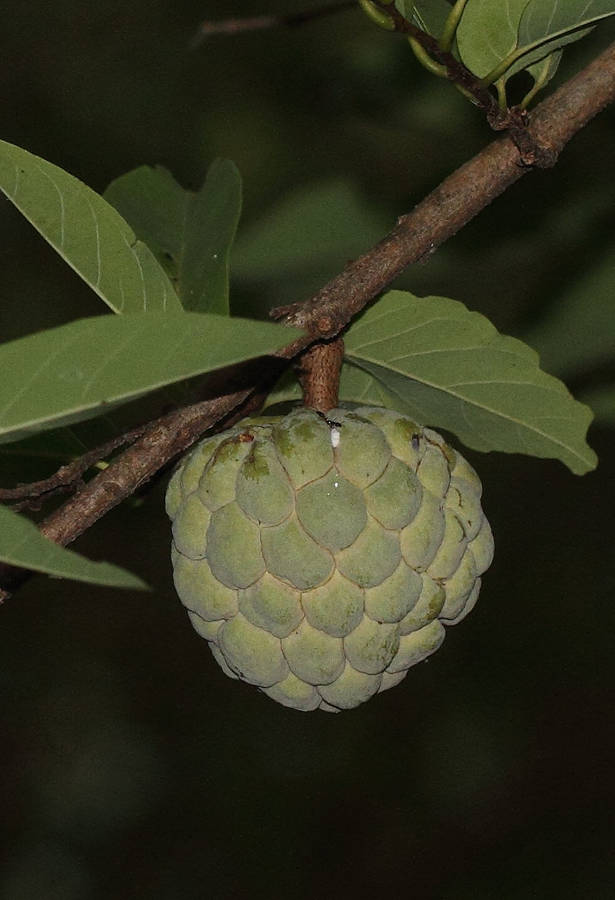 A Nighttime View Of A Custard Apple Wallpaper